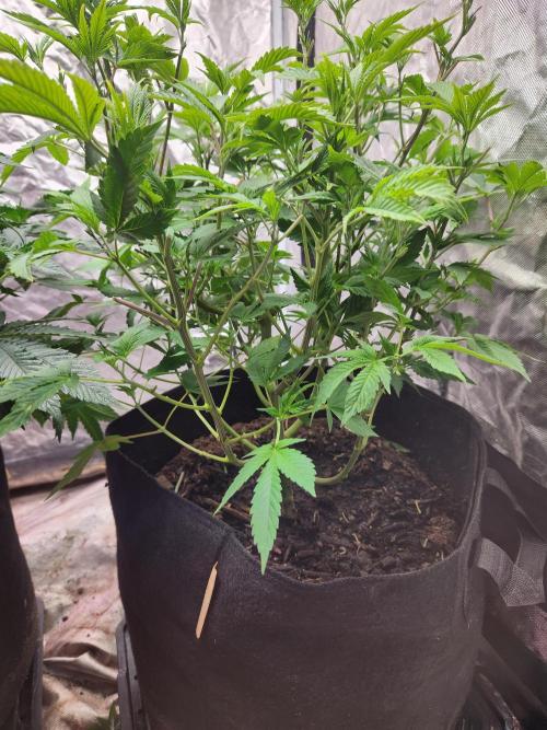 Banana Kush Fem. Week 9