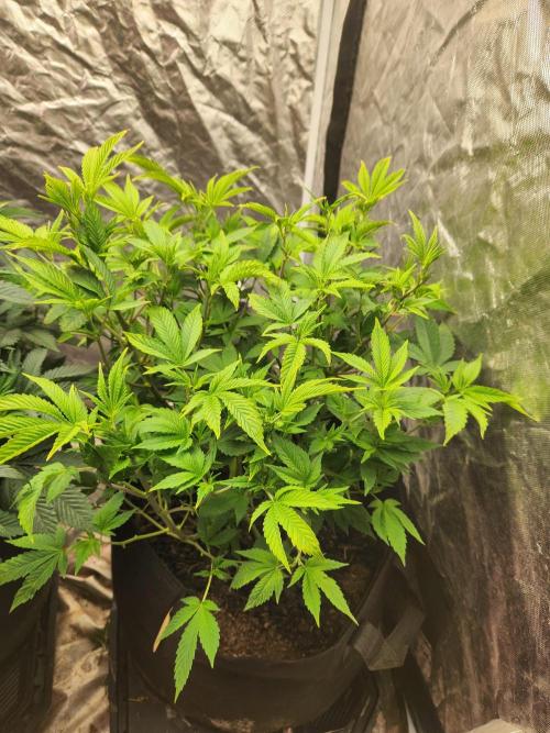 Banana Kush Fem. Week 9