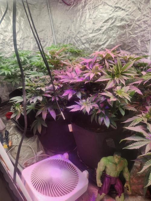 Mimosa champagne dreams. Week 5