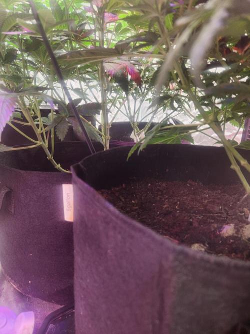 Mimosa champagne dreams. Week 5