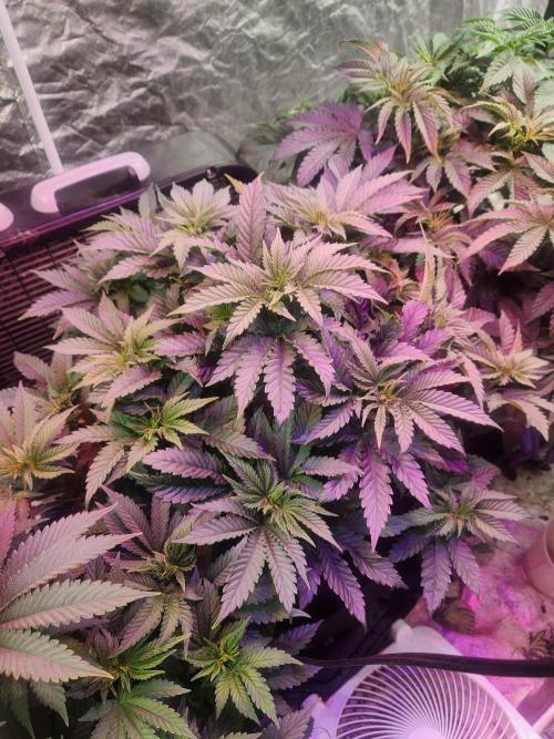 Mimosa champagne dreams. Week 5