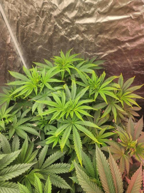 Mimosa champagne dreams. Week 5