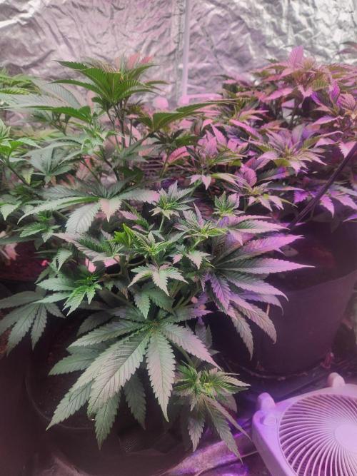 Mimosa champagne dreams. Week 5
