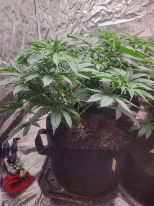 Mimosa champagne dreams. Week 5