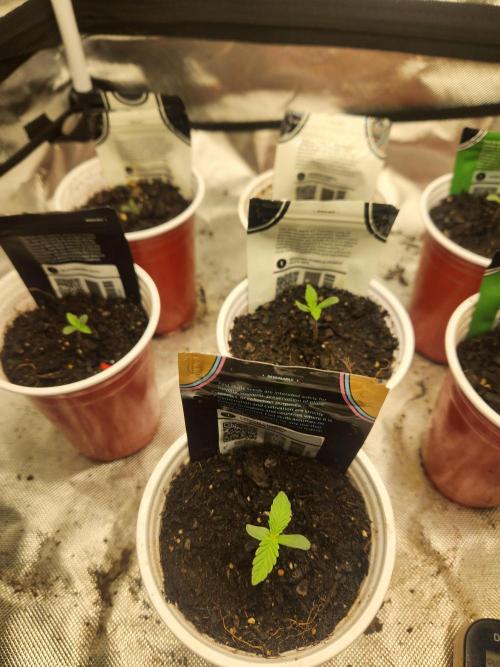 Fast bud 7 pack. Week 1