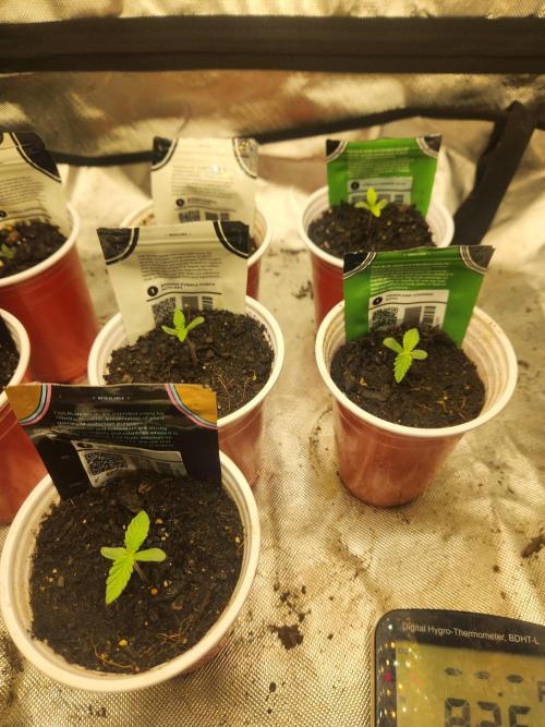 Fast bud 7 pack. Week 1