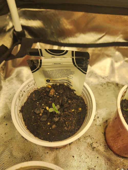 Fast bud 7 pack. Week 1