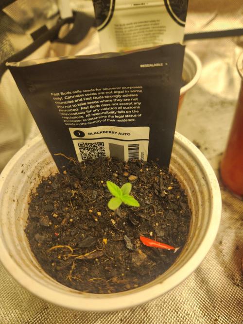 Fast bud 7 pack. Week 1