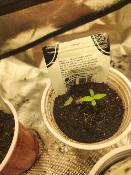 Fast bud 7 pack. Week 1