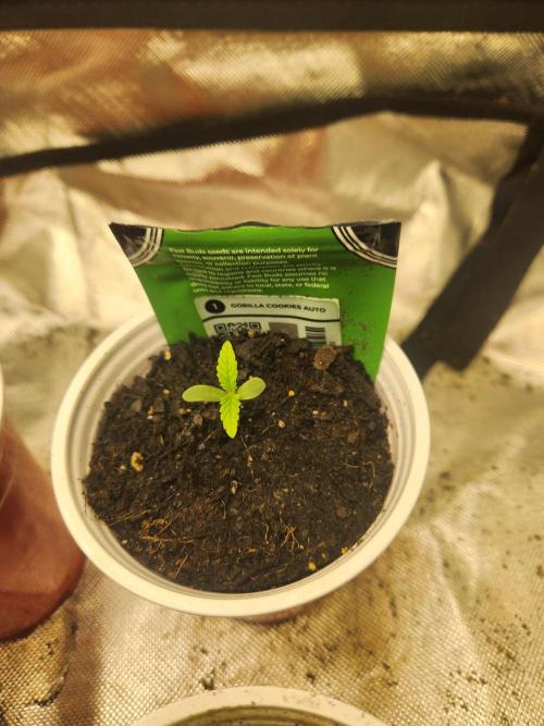 Fast bud 7 pack. Week 1