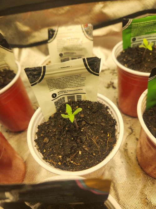 Fast bud 7 pack. Week 1