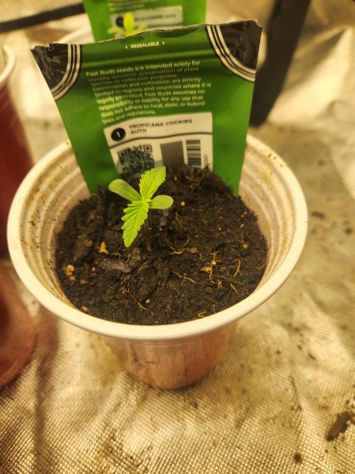 Fast bud 7 pack. Week 1