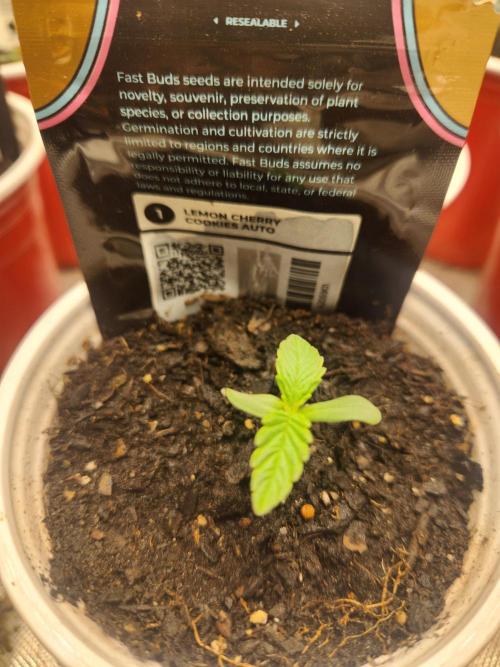 Fast bud 7 pack. Week 1