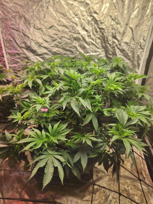 Banana Kush Fem. Week 11