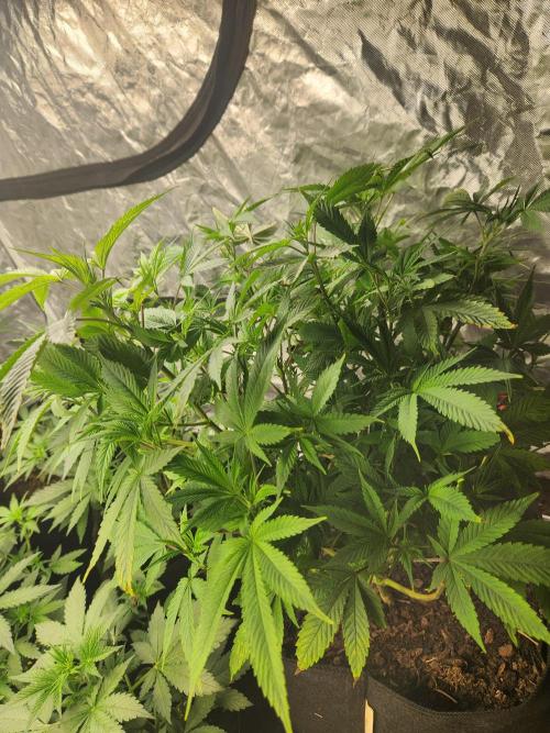 Banana Kush Fem. Week 11