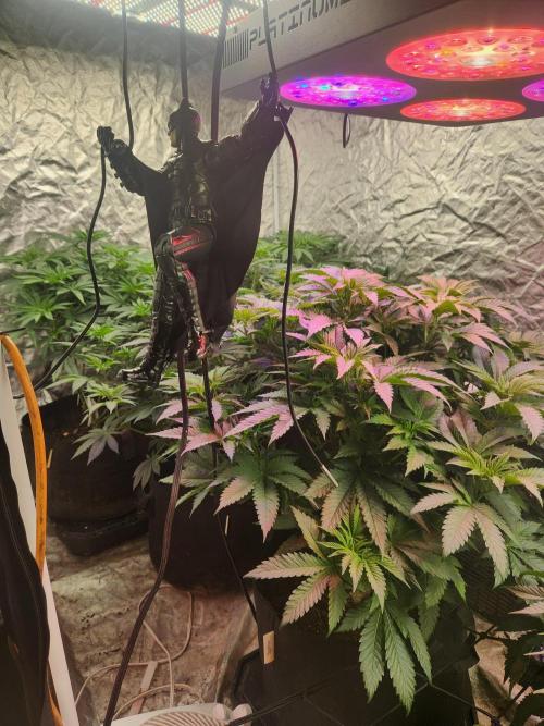 Mimosa champagne dreams. Week 8