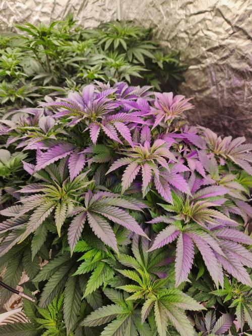 Mimosa champagne dreams. Week 8