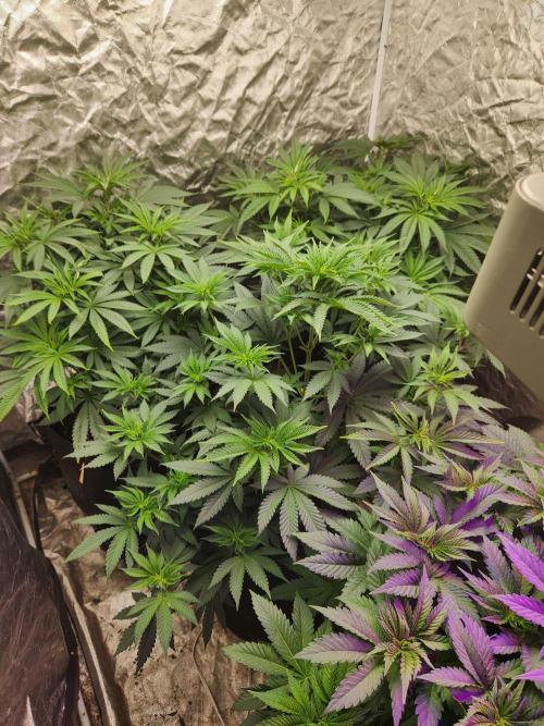 Mimosa champagne dreams. Week 8