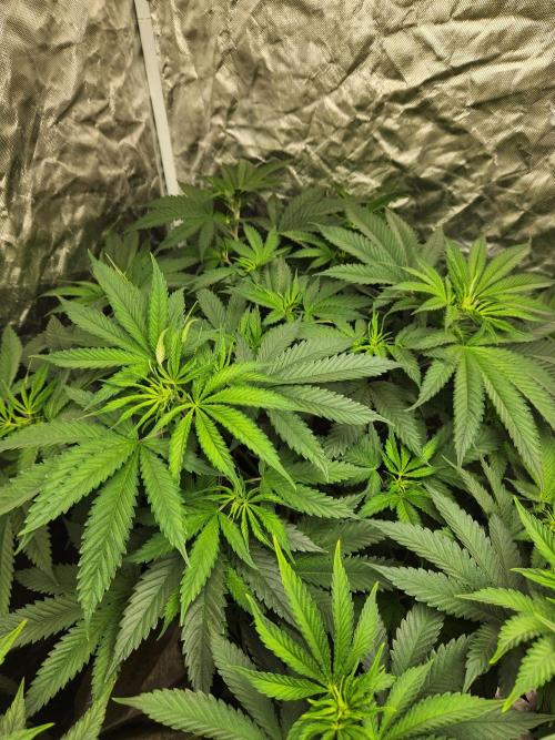 Mimosa champagne dreams. Week 8