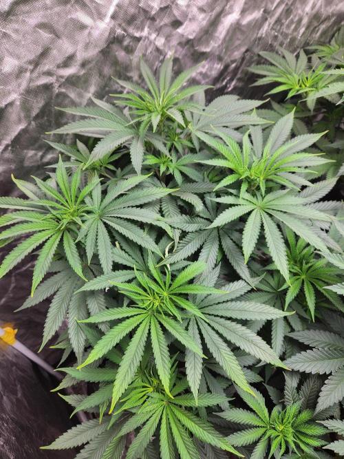 Mimosa champagne dreams. Week 8