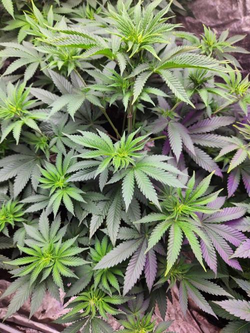 Mimosa champagne dreams. Week 8