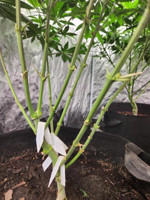 Mimosa champagne dreams. Week 8