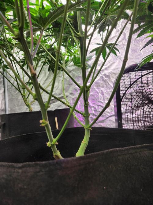 Mimosa champagne dreams. Week 8