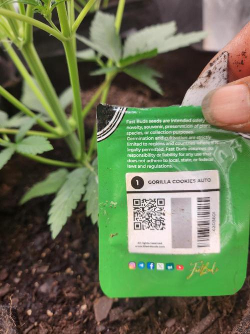 Fast bud 7 pack. Week 7