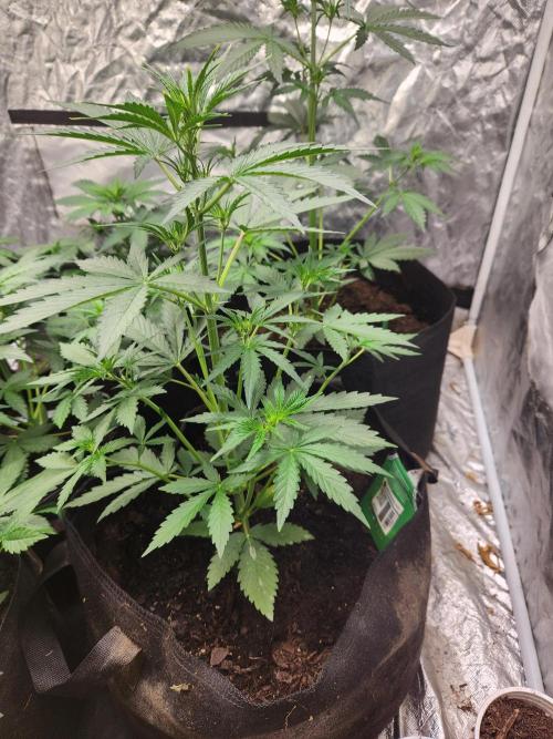 Fast bud 7 pack. Week 7