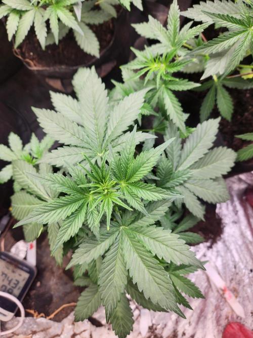 Fast bud 7 pack. Week 7