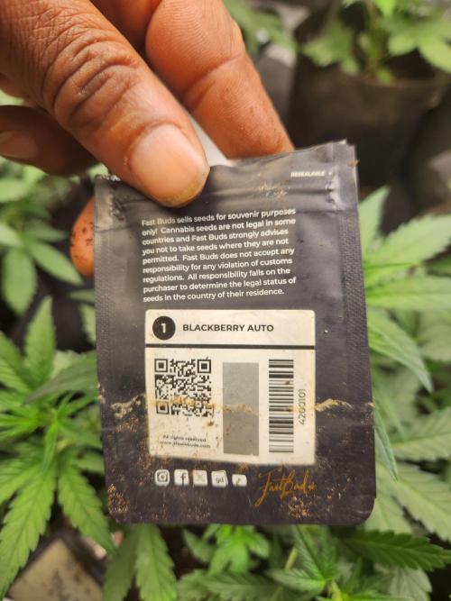 Fast bud 7 pack. Week 7