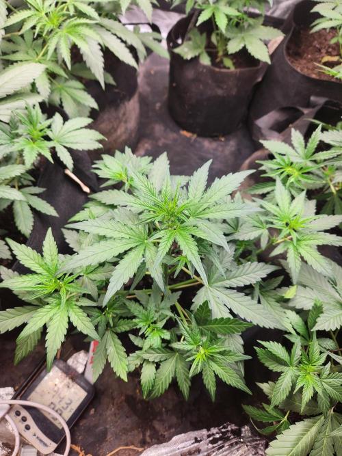 Fast bud 7 pack. Week 7