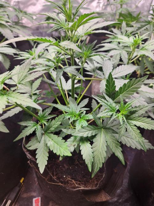 Fast bud 7 pack. Week 7