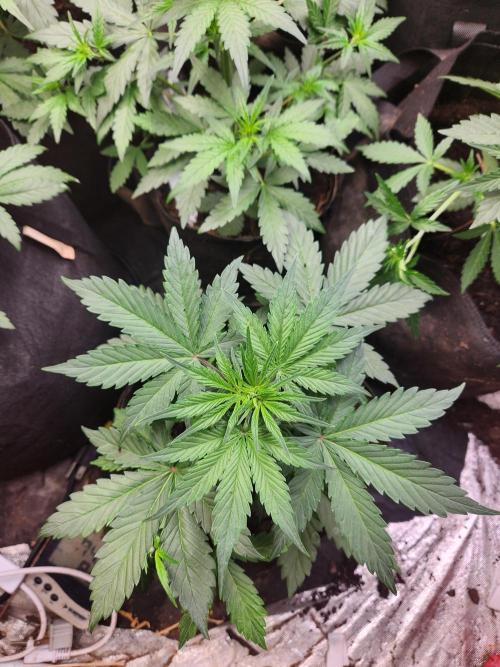 Fast bud 7 pack. Week 7