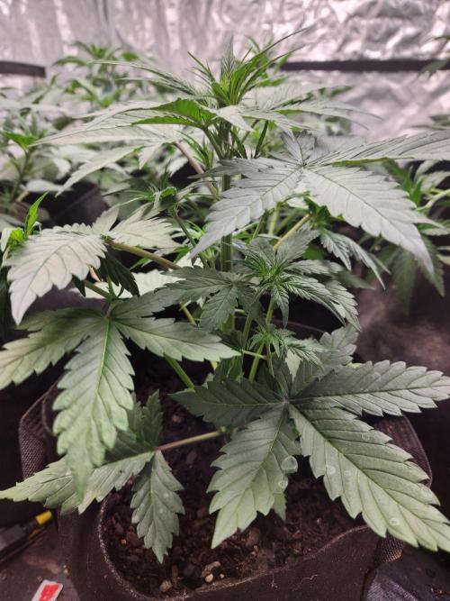 Fast bud 7 pack. Week 7