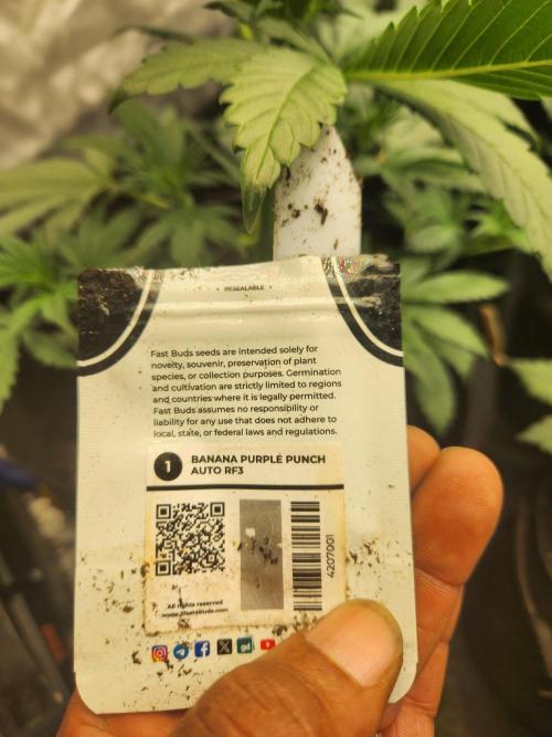 Fast bud 7 pack. Week 7