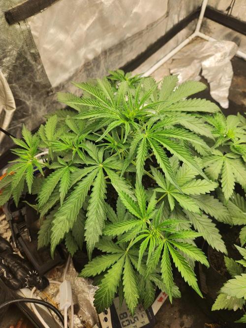 Fast bud 7 pack. Week 7