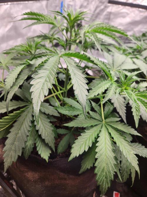 Fast bud 7 pack. Week 7