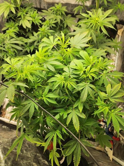 Banana Kush Fem. Week 12 - I did not flip the one that was sick and now healing.