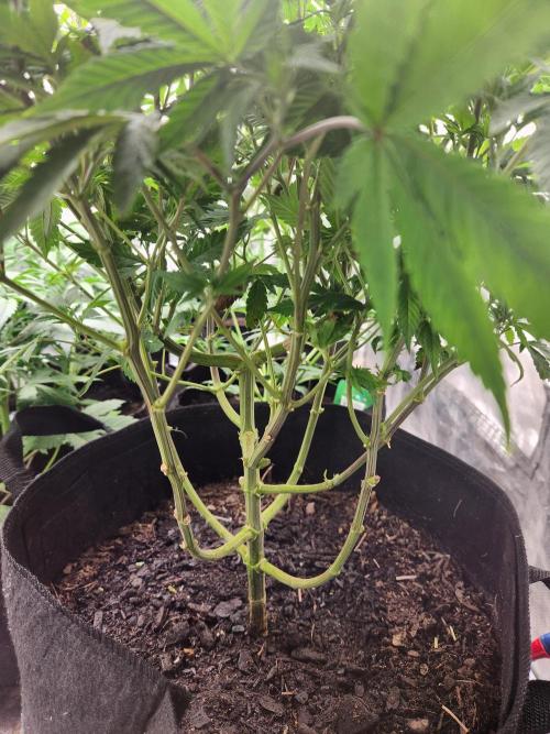 Banana Kush Fem. Week 12 - This one