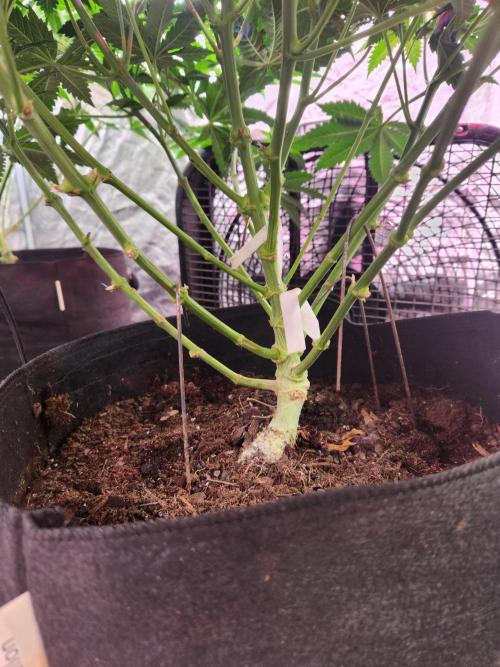 Mimosa champagne dreams. Week 9