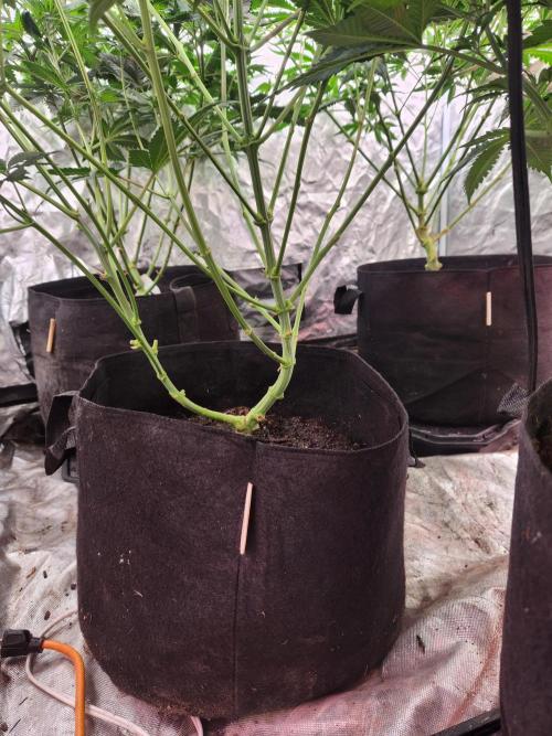 Mimosa champagne dreams. Week 9