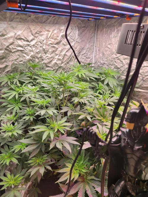 Mimosa champagne dreams. Week 9