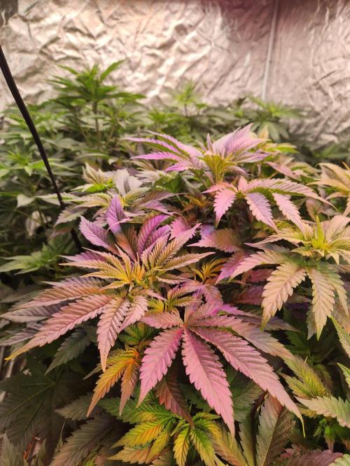 Mimosa champagne dreams. Week 9