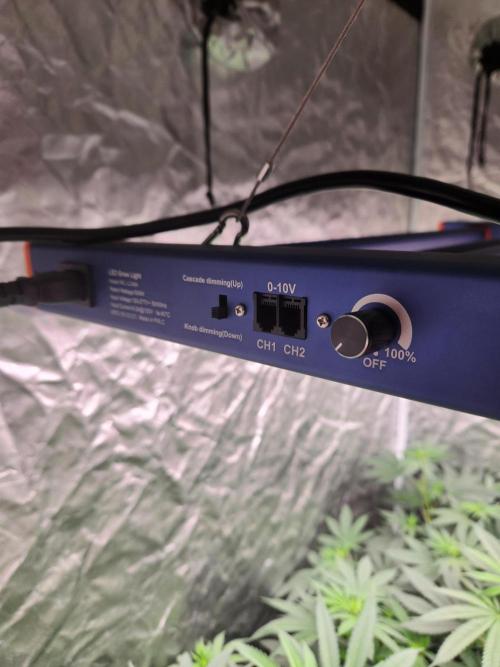 Mimosa champagne dreams. Week 10