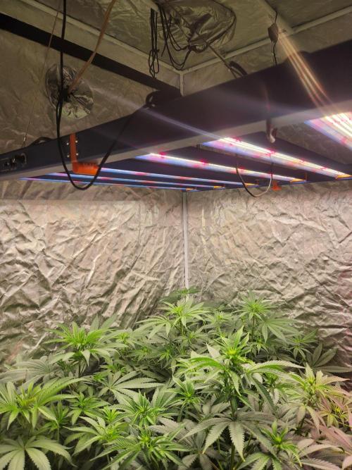 Mimosa champagne dreams. Week 10