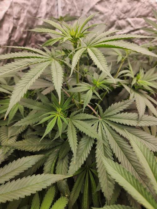 Mimosa champagne dreams. Week 10