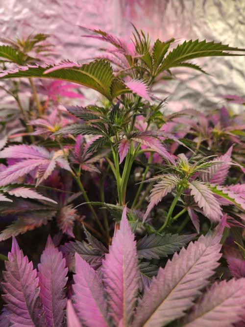 Mimosa champagne dreams. Week 10