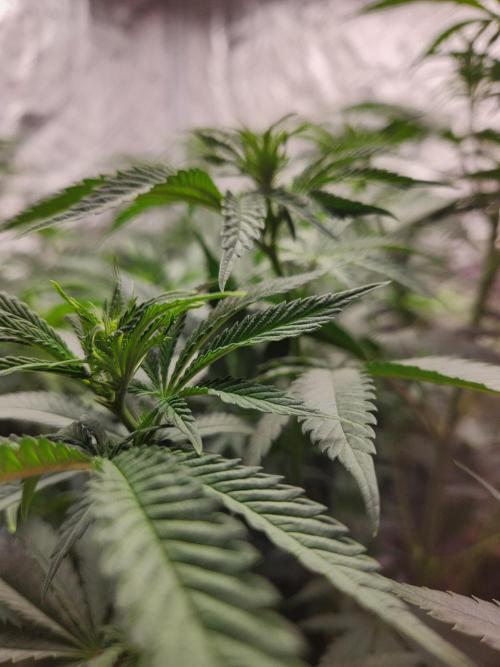 Mimosa champagne dreams. Week 10