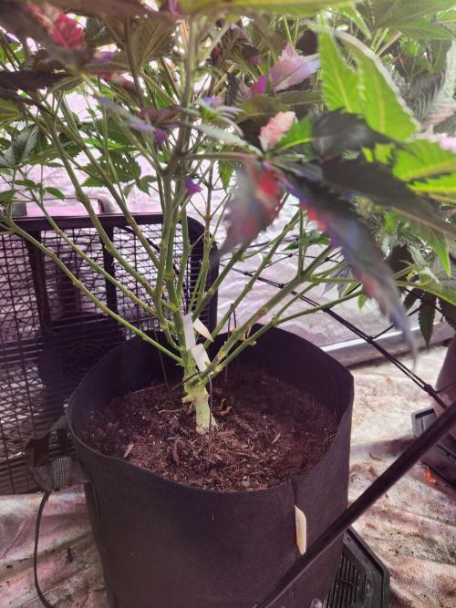 Mimosa champagne dreams. Week 10